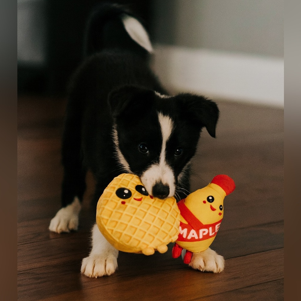 Puppy & Cat Squeaky Waffle & Syrup Interactive Toy